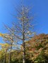 03 昨日の風でほとんど散ってしまった木もあります。iPhone SE